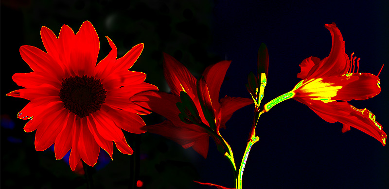 Processed - Lightened
