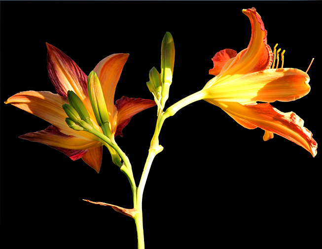 Daylilies