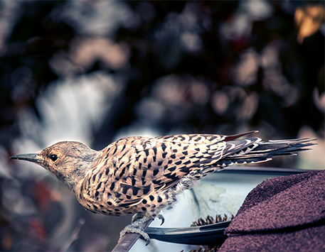 Northern Flicker