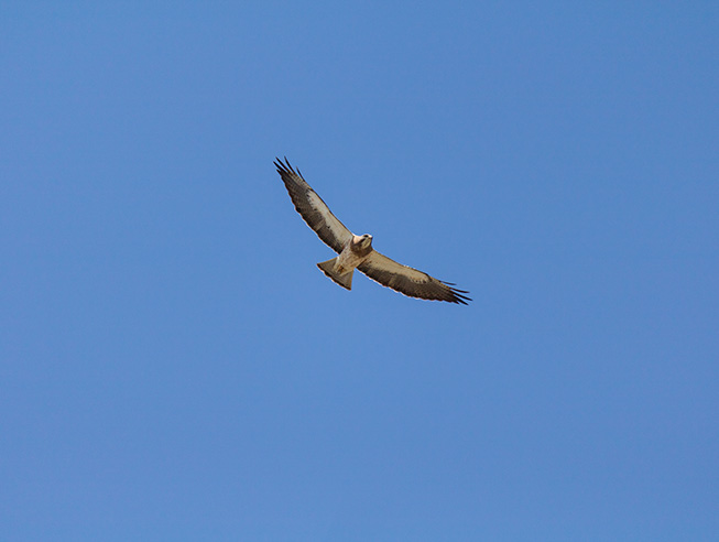 Hawk in Flight