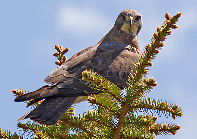 Hawk Perched