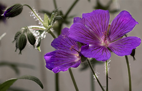 Purple Cranesbill